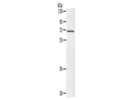 LTA4H Polyclonal Antibody Store at -20°C - MSE Supplies LLC