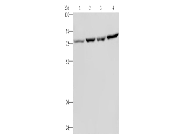 PABPC1 Polyclonal Antibody Store at -20°C, Biomarkers, Elabscience Biotechnology, MSE Supplies