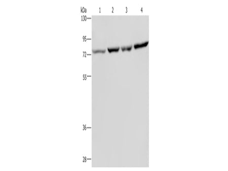 PABPC1 Polyclonal Antibody Store at -20°C, Biomarkers, Elabscience Biotechnology, MSE Supplies