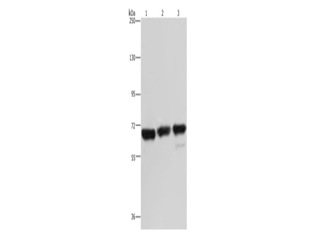 PCK2 Polyclonal Antibody Store at -20°C, Biomarkers, Elabscience Biotechnology, MSE Supplies