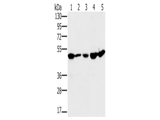 PSMC2 Polyclonal Antibody Store at -20°C, Biomarkers, Elabscience Biotechnology, MSE Supplies
