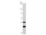 MTF2 Polyclonal Antibody Store at -20°C, Biomarkers, Elabscience Biotechnology, MSE Supplies