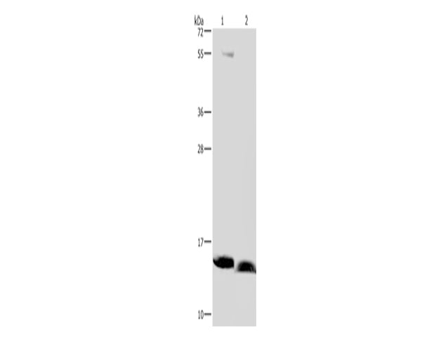 NDUFA5 Polyclonal Antibody Store at -20°C, Biomarkers, Elabscience Biotechnology, MSE Supplies