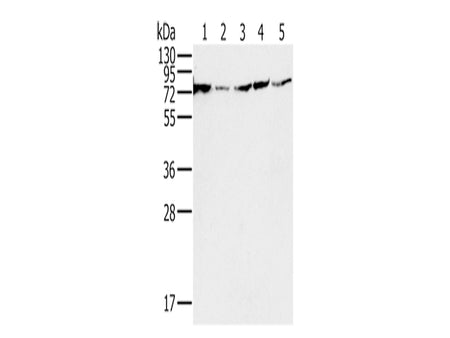 NDUFS1 Polyclonal Antibody Store at -20°C, Biomarkers, Elabscience Biotechnology, MSE Supplies