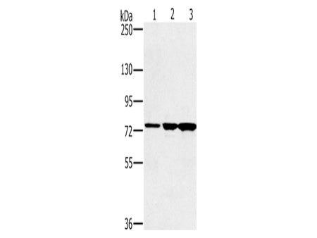 KIRREL2 Polyclonal Antibody Store at -20°C, Biomarkers, Elabscience Biotechnology, MSE Supplies