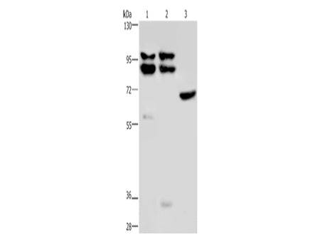 OS9 Polyclonal Antibody Store at -20°C, Biomarkers, Elabscience Biotechnology, MSE Supplies