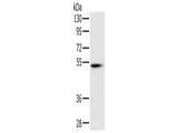 PNLIP Polyclonal Antibody Store at -20°C, Biomarkers, Elabscience Biotechnology, MSE Supplies