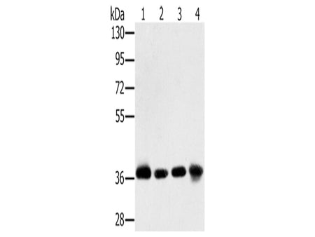 CLP36 Polyclonal Antibody Store at -20°C, Biomarkers, Elabscience Biotechnology, MSE Supplies