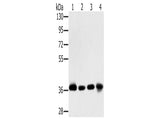 CLP36 Polyclonal Antibody Store at -20°C, Biomarkers, Elabscience Biotechnology, MSE Supplies