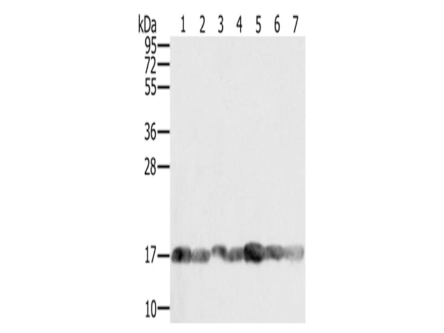 PPIA Polyclonal Antibody Store at -20°C, Biomarkers, Elabscience Biotechnology, MSE Supplies