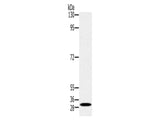RAB27A Polyclonal Antibody Store at -20°C, Biomarkers, Elabscience Biotechnology, MSE Supplies