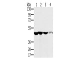 RNH1 Polyclonal Antibody Store at -20°C, Biomarkers, Elabscience Biotechnology, MSE Supplies