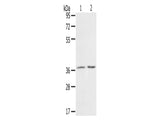 PDLIM4 Polyclonal Antibody Store at -20°C, Biomarkers, Elabscience Biotechnology, MSE Supplies