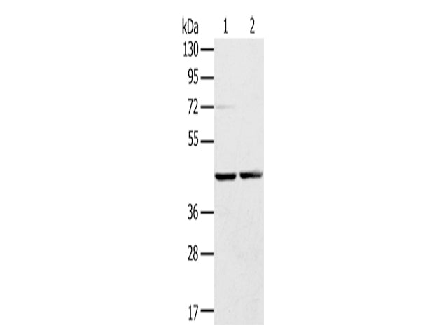 RRAGA Polyclonal Antibody Store at -20°C, Biomarkers, Elabscience Biotechnology, MSE Supplies