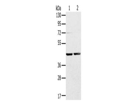 RRAGA Polyclonal Antibody Store at -20°C, Biomarkers, Elabscience Biotechnology, MSE Supplies