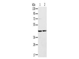 RRAGA Polyclonal Antibody Store at -20°C, Biomarkers, Elabscience Biotechnology, MSE Supplies