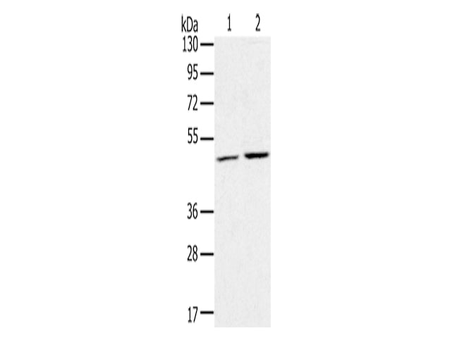 RRAGC Polyclonal Antibody Store at -20°C, Biomarkers, Elabscience Biotechnology, MSE Supplies