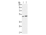RRAGC Polyclonal Antibody Store at -20°C, Biomarkers, Elabscience Biotechnology, MSE Supplies