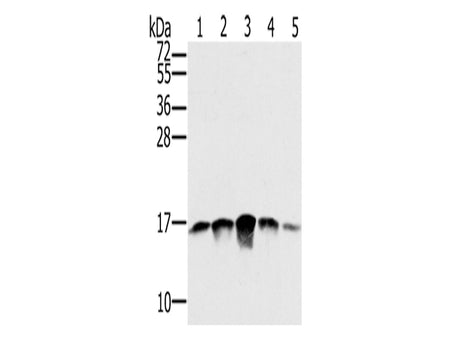 SSBP1 Polyclonal Antibody Store at -20°C, Biomarkers, Elabscience Biotechnology, MSE Supplies