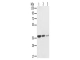 STX16 Polyclonal Antibody Store at -20°C, Biomarkers, Elabscience Biotechnology, MSE Supplies