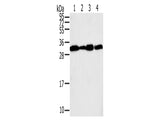STX10 Polyclonal Antibody Store at -20°C, Biomarkers, Elabscience Biotechnology, MSE Supplies