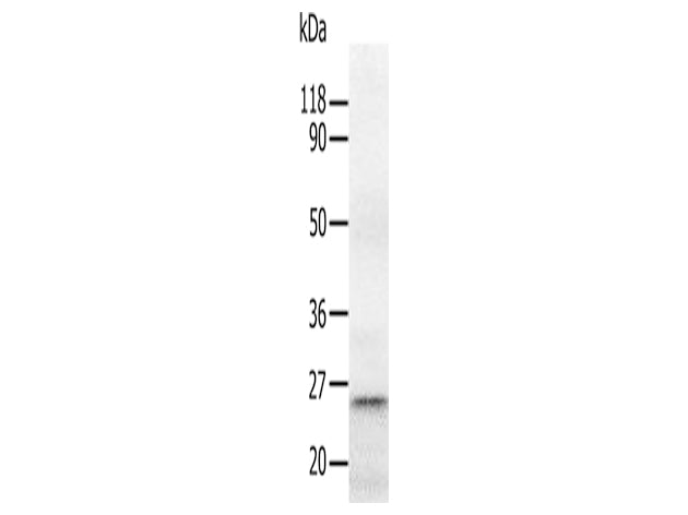 RAB5A Polyclonal Antibody Store at -20°C, Biomarkers, Elabscience Biotechnology, MSE Supplies