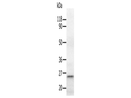 RAB5A Polyclonal Antibody Store at -20°C, Biomarkers, Elabscience Biotechnology, MSE Supplies