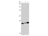 RAB3C Polyclonal Antibody Store at -20°C, Biomarkers, Elabscience Biotechnology, MSE Supplies