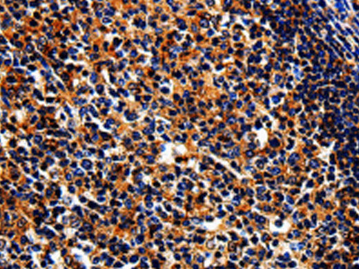 BIRC6 Polyclonal Antibody Store at -20°C, Biomarkers, Elabscience Biotechnology, MSE Supplies