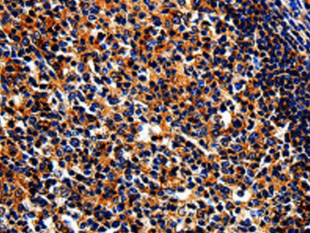 BIRC6 Polyclonal Antibody Store at -20°C, Biomarkers, Elabscience Biotechnology, MSE Supplies