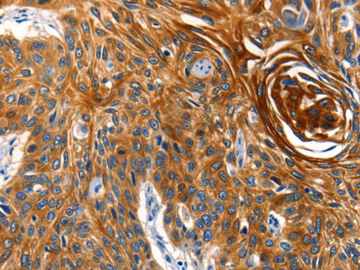 AQP5 Polyclonal Antibody Store at -20°C, Biomarkers, Elabscience Biotechnology, MSE Supplies