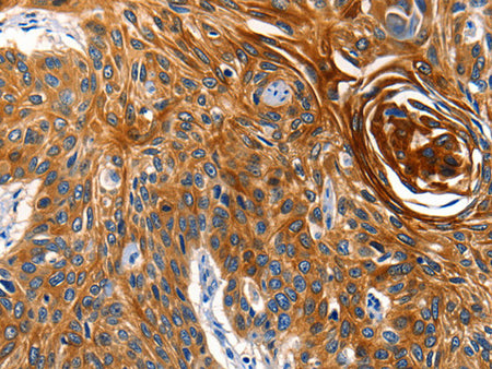 AQP5 Polyclonal Antibody Store at -20°C, Biomarkers, Elabscience Biotechnology, MSE Supplies