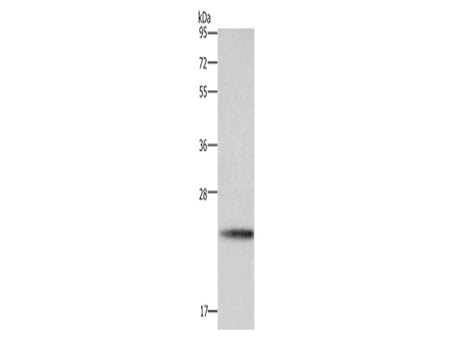 BBC3 Polyclonal Antibody Store at -20°C, Biomarkers, Elabscience Biotechnology, MSE Supplies