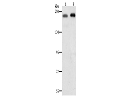 SMARCA4 Polyclonal Antibody Store at -20°C, Biomarkers, Elabscience Biotechnology, MSE Supplies