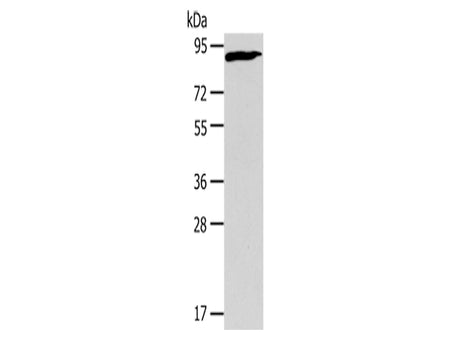 CUL2 Polyclonal Antibody Store at -20°C, Biomarkers, Elabscience Biotechnology, MSE Supplies