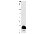 Claudin 4 Polyclonal Antibody Store at -20°C, Biomarkers, Elabscience Biotechnology, MSE Supplies