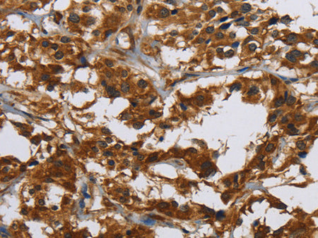 Claudin 2 Polyclonal Antibody Store at -20°C, Biomarkers, Elabscience Biotechnology, MSE Supplies