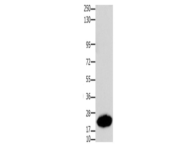 Claudin 7 Polyclonal Antibody Store at -20°C, Biomarkers, Elabscience Biotechnology, MSE Supplies