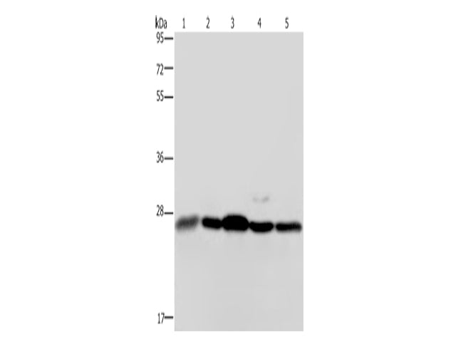 HMGB1 Polyclonal Antibody Store at -20°C, Biomarkers, Elabscience Biotechnology, MSE Supplies