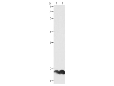 PFN1 Polyclonal Antibody Store at -20°C - Biomarkers - Elabscience Biotechnology - MSE Supplies