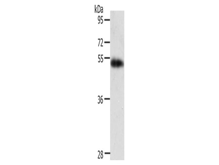 AGT Polyclonal Antibody Store at -20°C - Biomarkers - Elabscience Biotechnology - MSE Supplies
