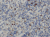 CD68 Polyclonal Antibody Store at -20°C