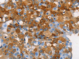 MUC5B Polyclonal Antibody Store at -20°C