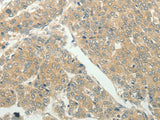 SLC8A3 Polyclonal Antibody Store at -20°C