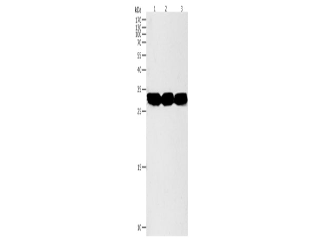 NIT2 Polyclonal Antibody Store at -20°C - Biomarkers - Elabscience Biotechnology - MSE Supplies