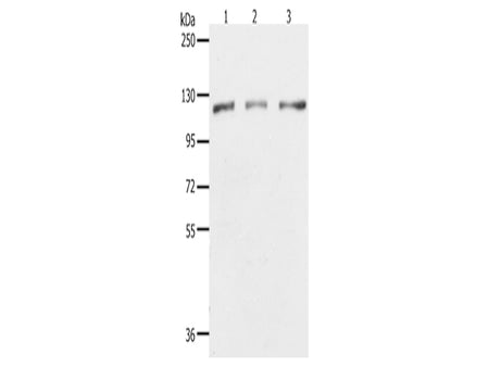 PARP1 Polyclonal Antibody Store at -20°C - Biomarkers - Elabscience Biotechnology - MSE Supplies