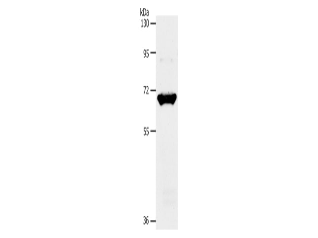 SLC33A1 Polyclonal Antibody Store at -20°C - Biomarkers - Elabscience Biotechnology - MSE Supplies