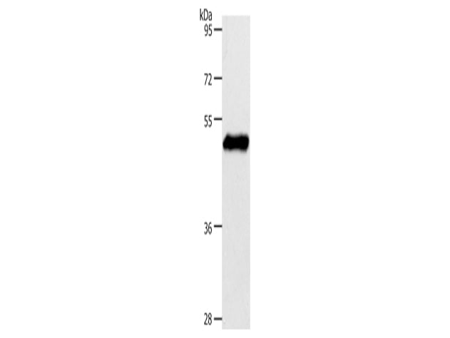 EDG1 Polyclonal Antibody Store at -20°C - Biomarkers - Elabscience Biotechnology - MSE Supplies
