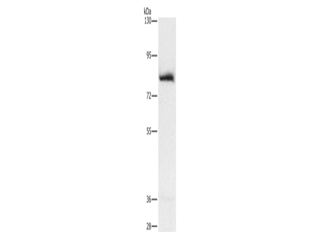 AMPD1 Polyclonal Antibody Store at -20°C - Biomarkers - Elabscience Biotechnology - MSE Supplies