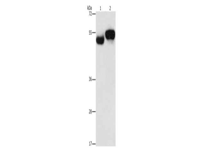 AMZ1 Polyclonal Antibody Store at -20°C - Biomarkers - Elabscience Biotechnology - MSE Supplies